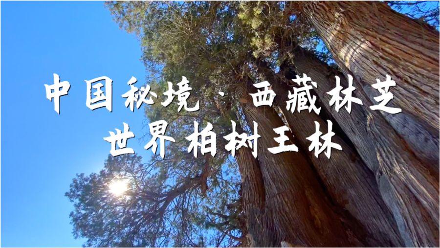 燃烧吧大脑装瓶子游戏